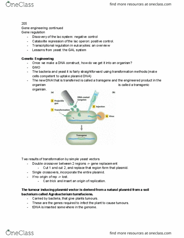 BIOL 205 Lecture Notes - Lecture 11: Agrobacterium Tumefaciens, Lac Operon, Genetically Modified Crops thumbnail