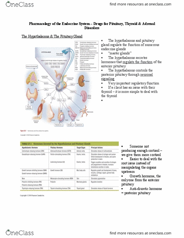 HTHSCI 2H03 Lecture Notes - Lecture 11: Posterior Pituitary, Anterior Pituitary, Thyroid thumbnail