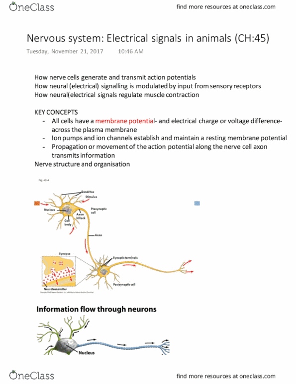 BISC 101 Lecture Notes - Lecture 21: Resting Potential, Ion Transporter, Neurotransmitter thumbnail