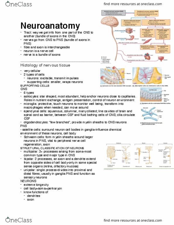 ANP 1106 Lecture 5: Neuroanatomy thumbnail