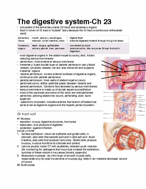 ANP 1107 Lecture 1: GI tract anatomy thumbnail