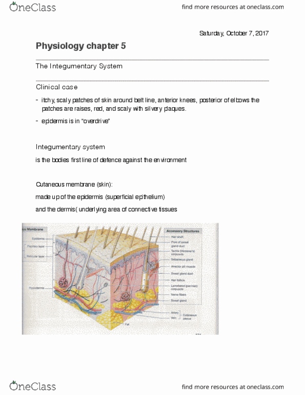 PLN 103 Chapter Notes - Chapter 5: Loose Connective Tissue, Dermis, Subcutaneous Tissue thumbnail