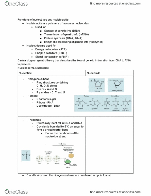 BME 20100 Lecture Notes - Lecture 7: Phosphodiester Bond, Signal Transduction, Nucleoside thumbnail