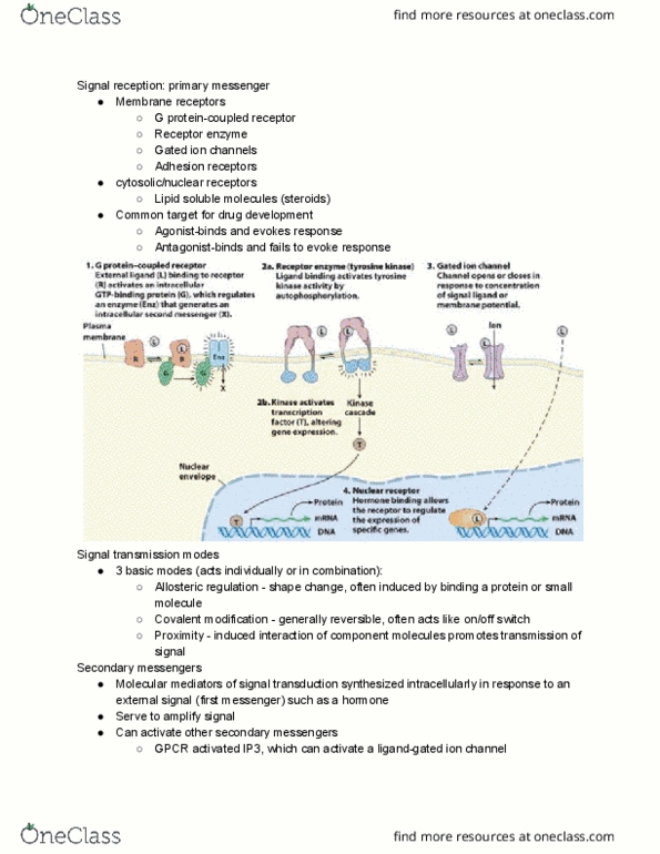 BME 20100 Lecture Notes - Lecture 11: Reactive Oxygen Species, Adrenal Medulla, Second Messenger System thumbnail