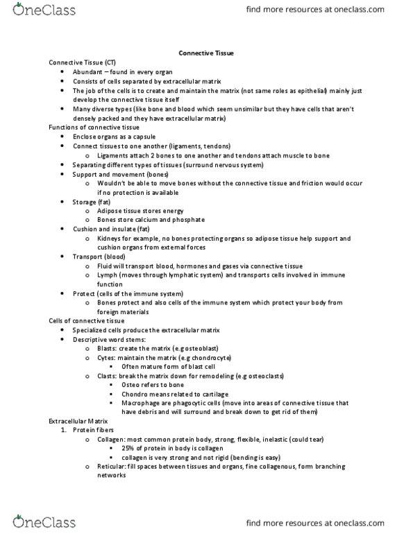 KINESIOL 2Y03 Lecture Notes - Lecture 5: Precursor Cell, Collagen, Chondrocyte thumbnail