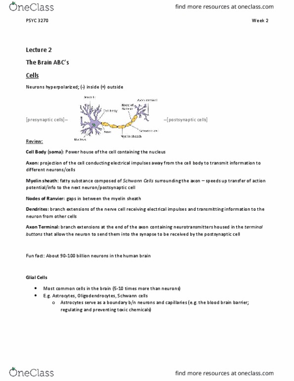 PSYC 3270 Lecture Notes - Lecture 2: Inferior Parietal Lobule, Superior Parietal Lobule, Inferior Frontal Gyrus thumbnail