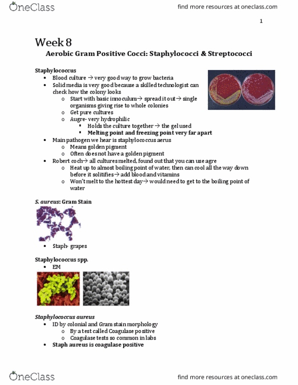 Microbiology and Immunology 3820A Lecture Notes - Lecture 8: Toxic Shock Syndrome, Staphylococcus, Gram Staining thumbnail