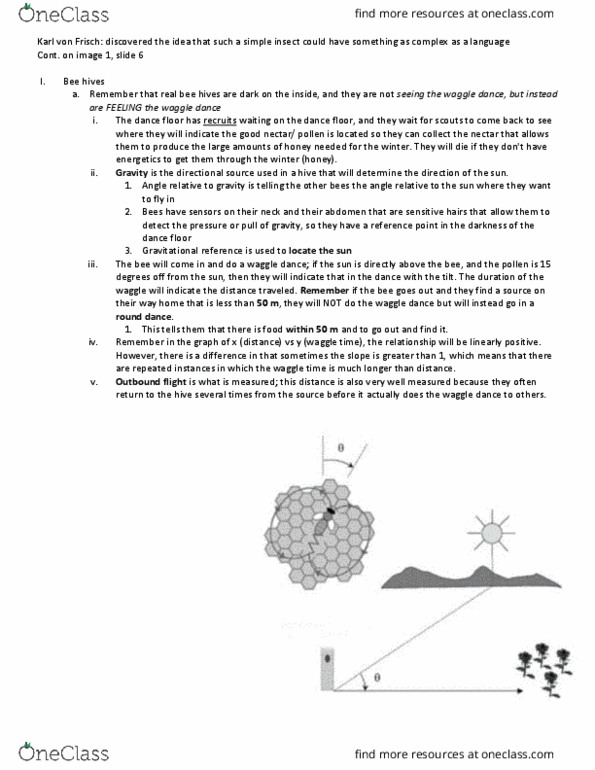 BSCI-3254 Lecture Notes - Lecture 11: Waggle Dance, Bee Hives, Karl Von Frisch thumbnail