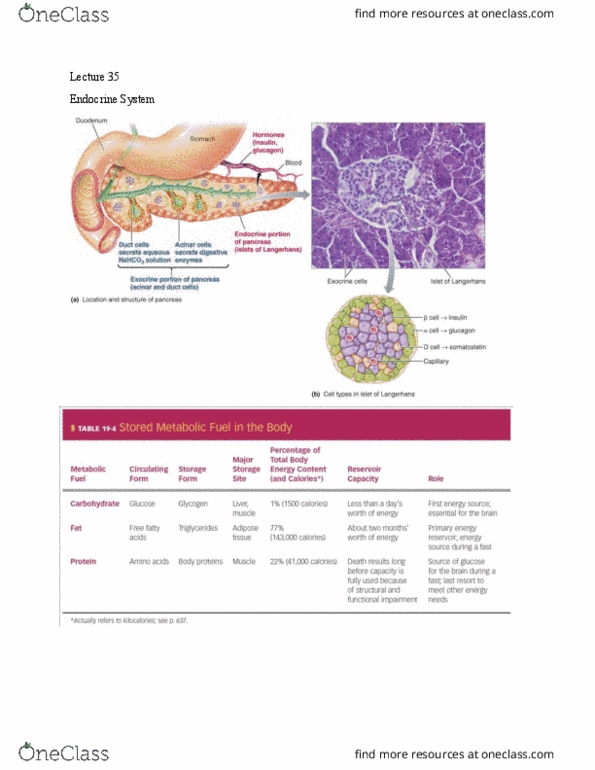 NPB 101 Lecture Notes - Lecture 35: Delta Cell, Glucagon, Glut4 thumbnail