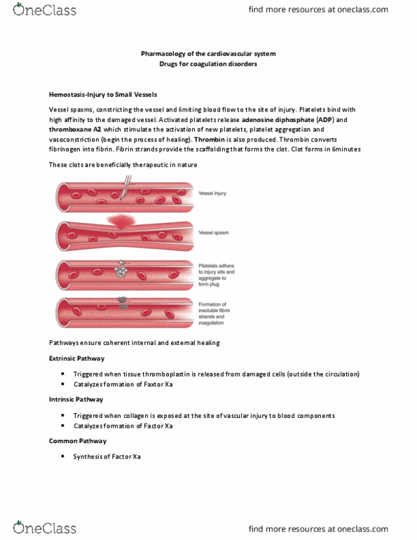 HTHSCI 2H03 Lecture Notes - Lecture 20: Tissue Plasminogen Activator, Bone Marrow Suppression, Coagulation thumbnail