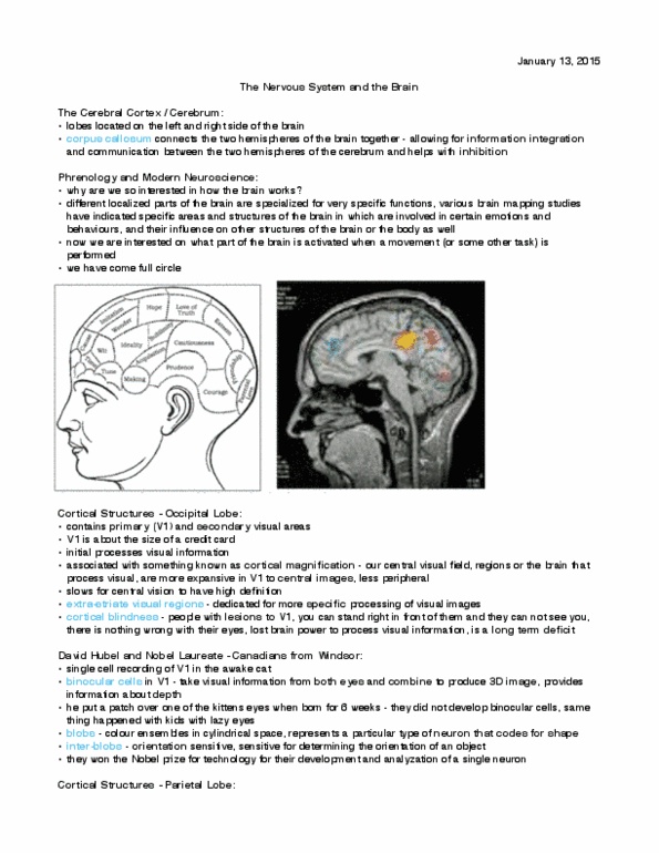 Kinesiology 1080A/B Lecture 3: Nervous System and the Brain thumbnail