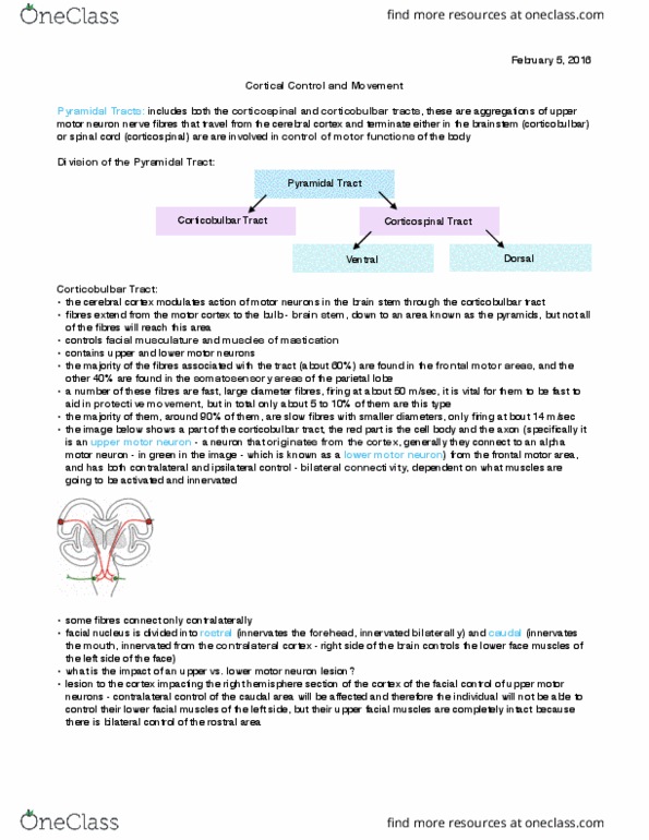 Kinesiology 1080A/B Lecture 12: Cortical Control and Movement thumbnail