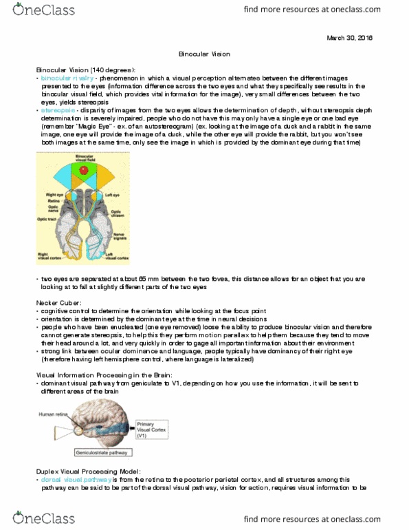 Kinesiology 1080A/B Lecture Notes - Lecture 27: Binocular Rivalry, Posterior Parietal Cortex, Stereopsis thumbnail