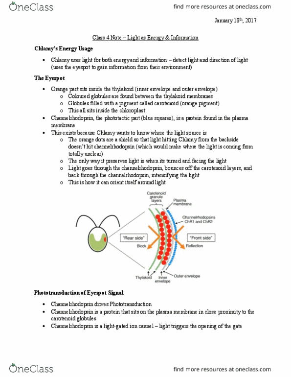 Biology 1002B Lecture Notes - Lecture 4: Channelrhodopsin, Cell Membrane, Visual Phototransduction thumbnail