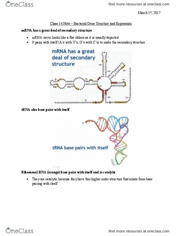 Biology 1002B Lecture Notes - Lecture 14: Chlamydomonas, Base Pair, Transfer Rna thumbnail