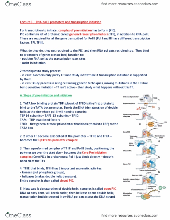 BIOL 200 Lecture Notes - Lecture 6: Tata Box, Transcription Bubble, Tata-Binding Protein thumbnail
