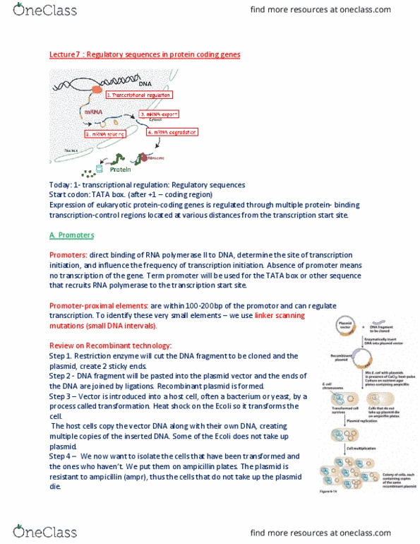 BIOL 200 Lecture Notes - Lecture 7: Plasmid, Tata Box, Ampicillin thumbnail