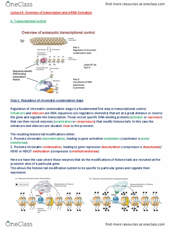 BIOL 200 Lecture Notes - Lecture 4: Histone Deacetylase, Corepressor, Chromatin thumbnail