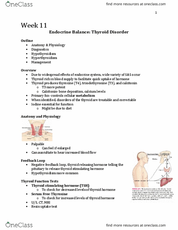 Nursing 3910A/B Lecture Notes - Lecture 11: Fine-Needle Aspiration, Thyrotropin-Releasing Hormone, Autoimmune Thyroiditis thumbnail