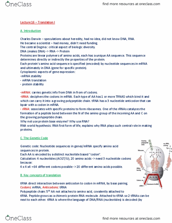 BIOL 200 Lecture Notes - Lecture 16: Fusion Protein, Transfer Rna, Amine thumbnail