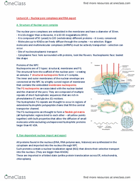 BIOL 200 Lecture Notes - Lecture 14: Nuclear Pore, Nucleoporin, Nuclear Membrane thumbnail