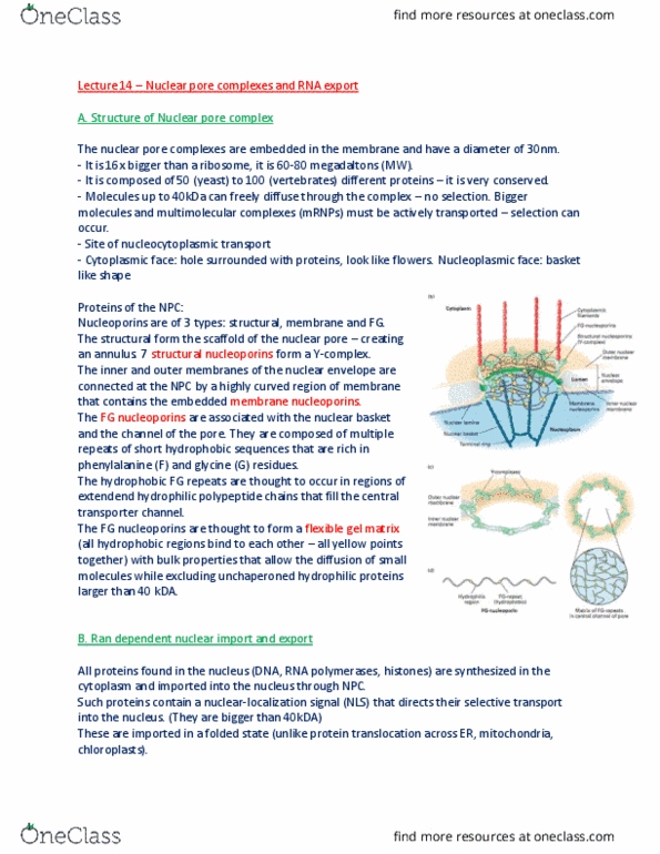 BIOL 200 Lecture Notes - Fall 2017, Lecture 14 - Nuclear Pore ...