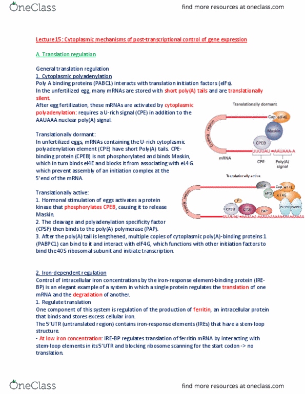 BIOL 200 Lecture Notes - Lecture 15: Eukaryotic Small Ribosomal Subunit (40S), Cpeb, Pabpc1 thumbnail