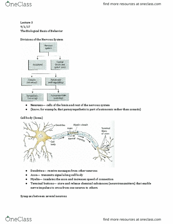 PSY 110 Lecture Notes - Lecture 3: Action Potential, Resting Potential, Myelin thumbnail