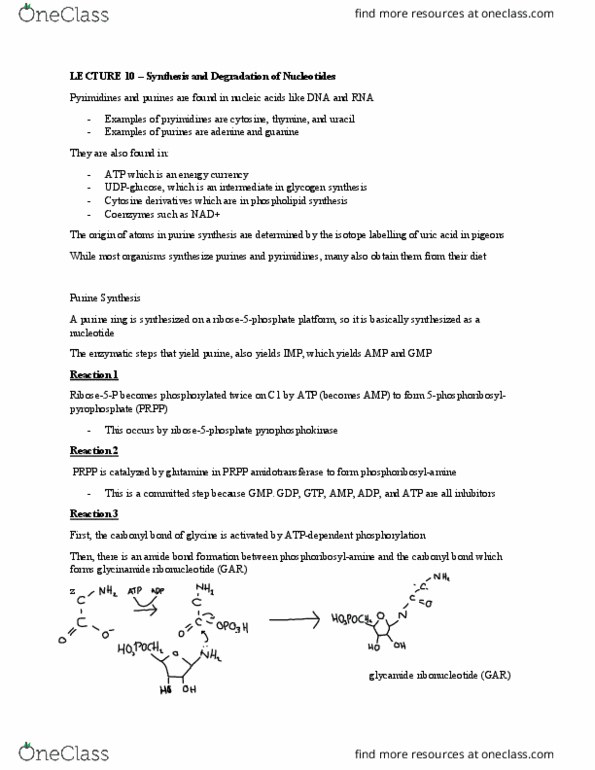 CHM362H5 Lecture Notes - Lecture 10: Phosphoribosylamine, Phosphoribosyl Pyrophosphate, Aldehyde thumbnail