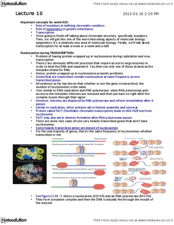 BIOL 2131 Lecture Notes - Lecture 18: Chromatin, Sv40, Euchromatin thumbnail