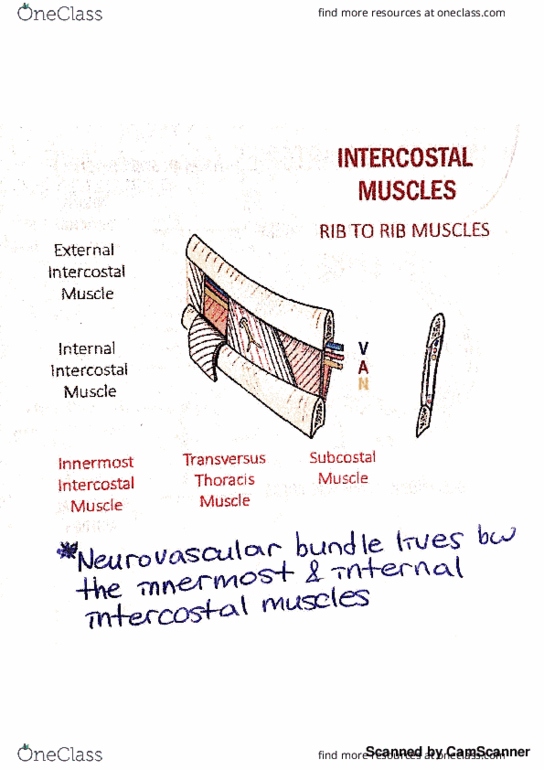 HK 3401 Lecture 20: Thorax - Intercostal Spaces thumbnail
