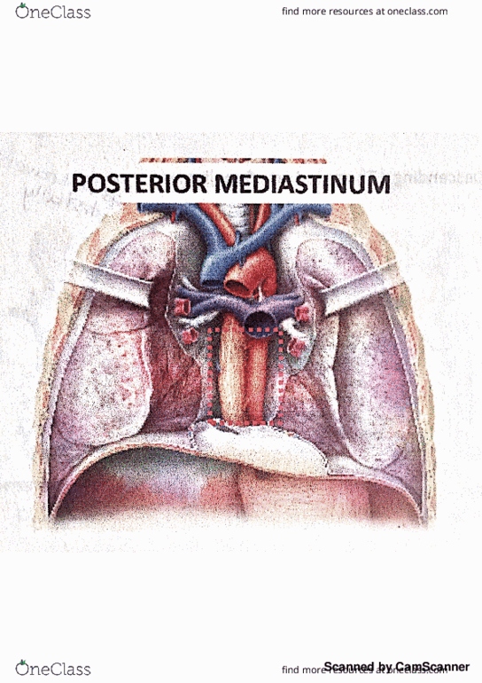 HK 3401 Lecture 19: Posterior Mediastinum thumbnail