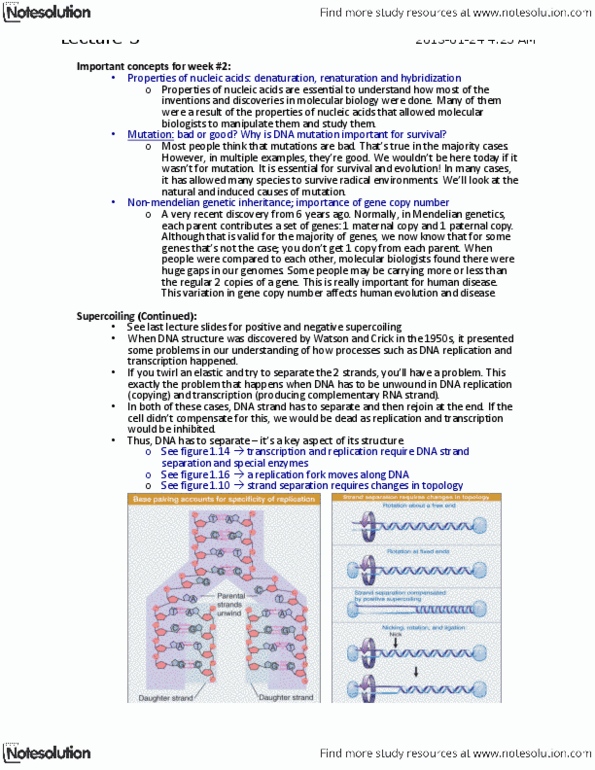 BIOL 2131 Lecture Notes - Lecture 3: Mutation, Autoradiograph, Gc-Content thumbnail