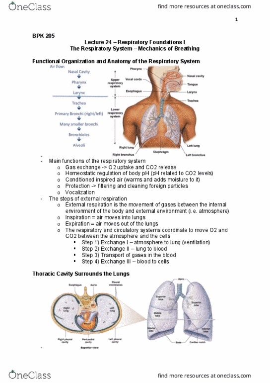 BPK 205 Lecture Notes - Lecture 24: Histamine, Trachea, Bronchus thumbnail