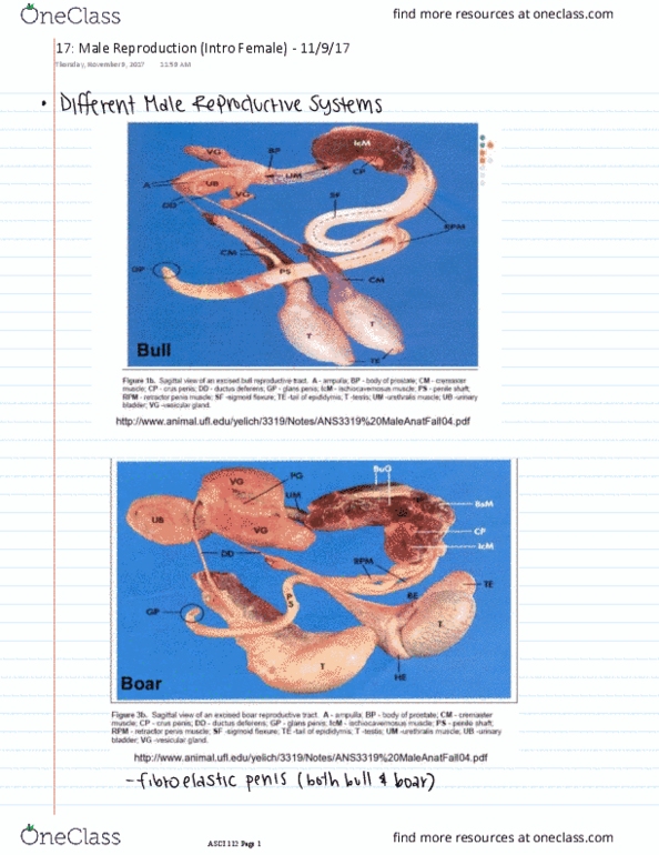 ASCI 112 Lecture 17: Male Reproduction and Intro to Female Reproduction thumbnail