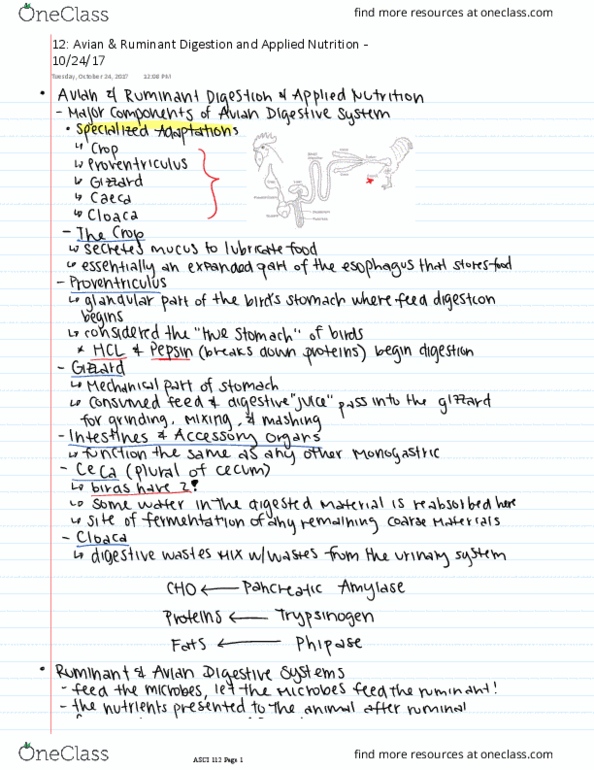 ASCI 112 Lecture Notes - Lecture 12: Ruminant thumbnail