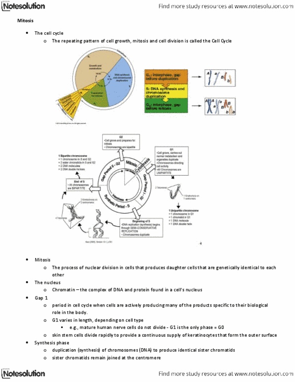 BIOL239 Lecture Notes - Sister Chromatids, G1 Phase, Keratinocyte thumbnail