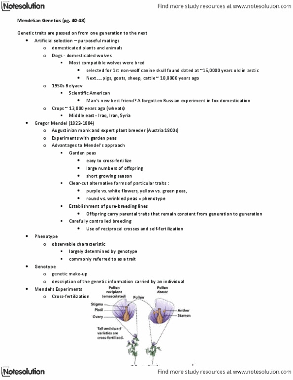 BIOL239 Lecture Notes - Gregor Mendel, Punnett Square, Plant Breeding thumbnail