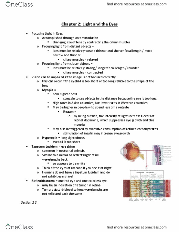 PSY 30440 Lecture Notes - Lecture 2: Inner Nuclear Layer, Outer Nuclear Layer, Retinal Ganglion Cell thumbnail
