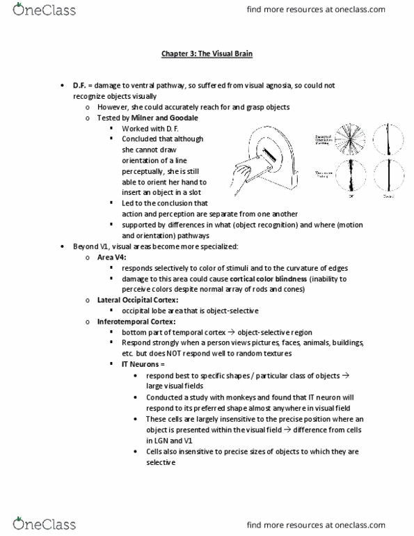 PSY 30440 Lecture Notes - Lecture 3: Fusiform Face Area, Occipital Lobe, Temporal Lobe thumbnail