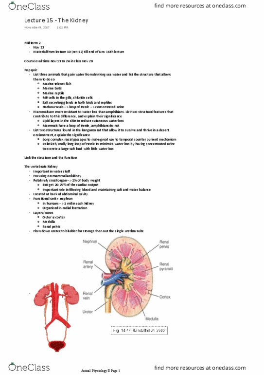 BIO 3302 Lecture Notes - Lecture 15: Peritubular Capillaries, Straight Arterioles Of Kidney, Renal Corpuscle thumbnail
