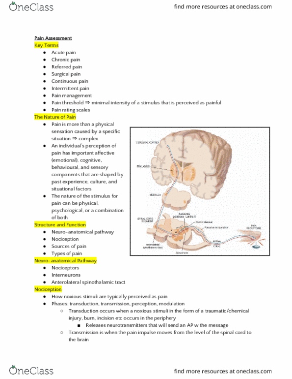 NURSING 1I02 Lecture Notes - Lecture 9: Neuropathic Pain, Noxious Stimulus, Spinothalamic Tract thumbnail
