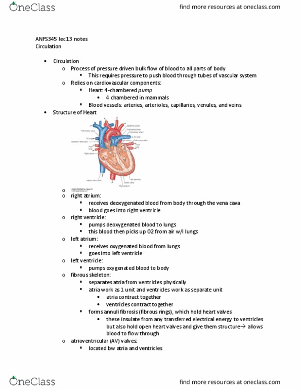 ANFS445 Lecture Notes - Lecture 13: Heart Valve, Pulmonary Artery, Pulmonary Vein thumbnail