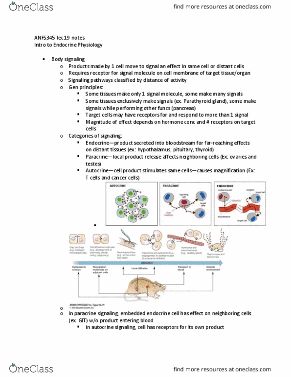 ANFS445 Lecture Notes - Lecture 19: Parathyroid Gland, Autocrine Signalling, Paracrine Signalling thumbnail