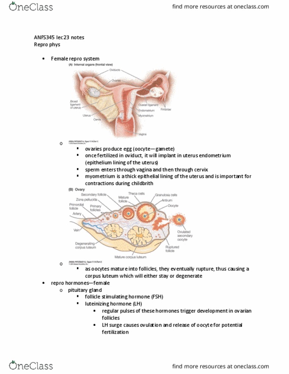 ANFS445 Lecture Notes - Lecture 23: Corpus Luteum, Epithelium, Mammary Gland thumbnail