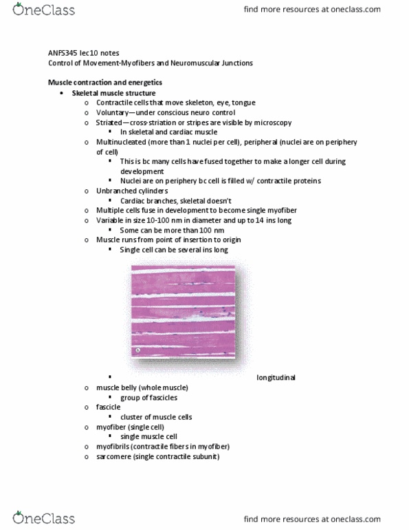 ANFS445 Lecture Notes - Lecture 10: Neuromuscular Junction, Cardiac Muscle, Myofibril thumbnail
