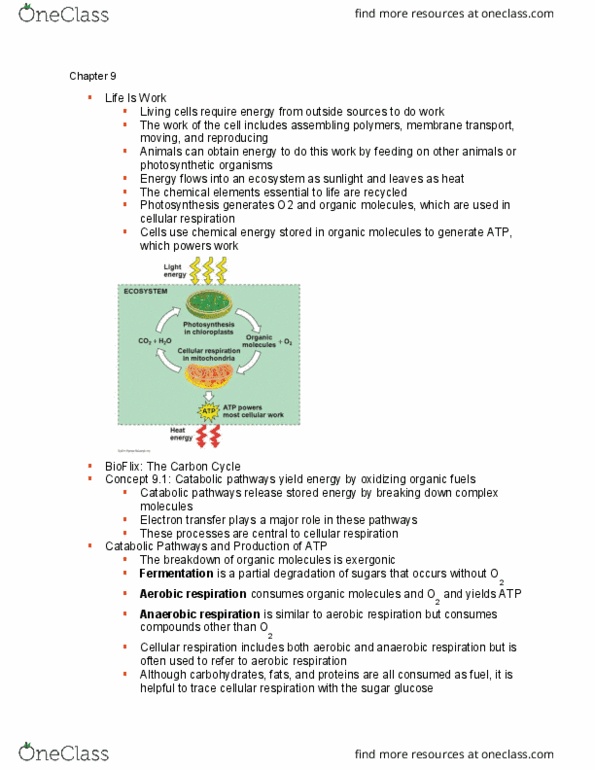 BIO 1305 Lecture Notes - Lecture 11: Anaerobic Respiration, Membrane Transport, Nicotinamide thumbnail