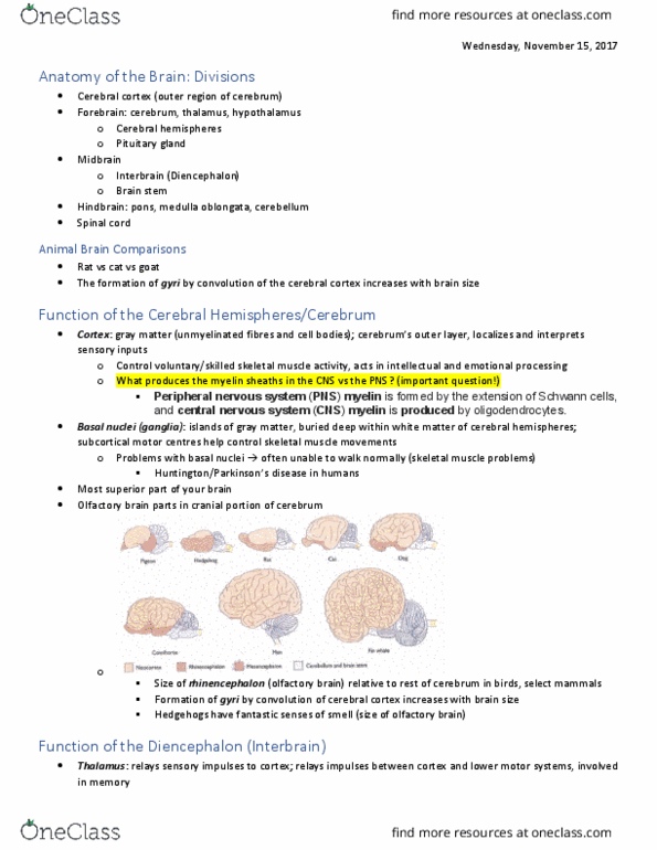 BIOL 1050 Lecture Notes - Lecture 3: Central Nervous System, Cerebral Hemisphere, Cerebral Cortex thumbnail
