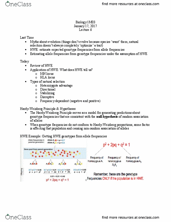 BIOLOGY 1M03 Lecture Notes - Lecture 1: Genotype Frequency, Allele Frequency, Heterozygote Advantage thumbnail