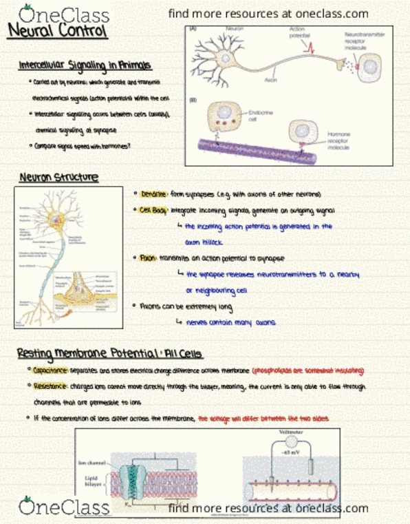 Biology 2601A/B Lecture Notes - Lecture 17: Axon Hillock, Out 1, Phospholipid thumbnail